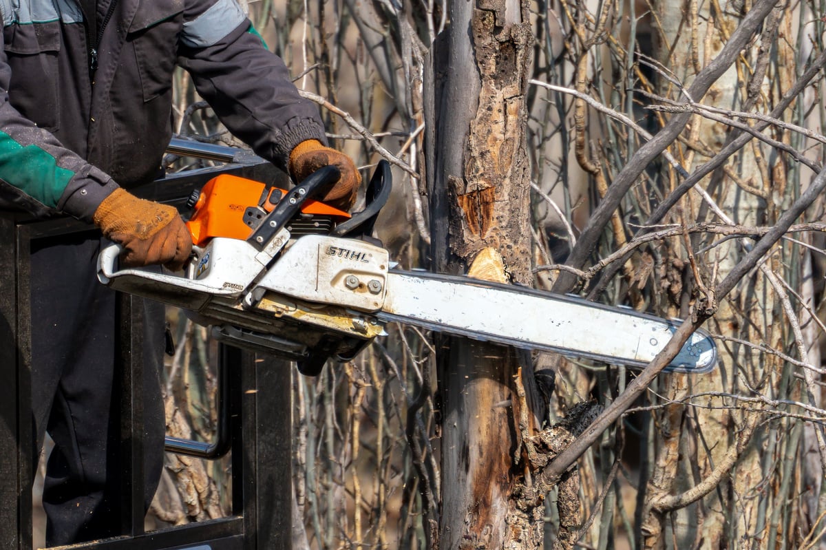 Professional tree surgeon in safety gear cutting a large tree branch with a chainsaw from a hydraulic lift bucket